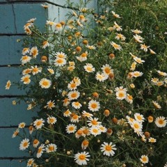 Sau Này Hãy Gặp Lại Nhau Khi Hoa Nở - Nguyên Hà - Thuy An (guitar Cover)