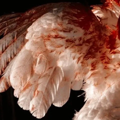 killjae - never did nun (prod. spillmymud & fn) [clawz exclusive]