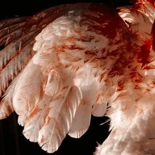 killjae - never did nun (prod. spillmymud & fn) [clawz exclusive]