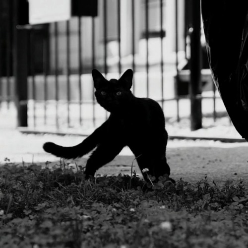 heart wants what it wants