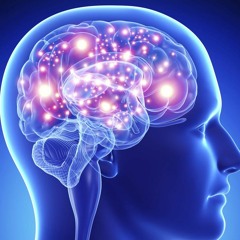 Brain
