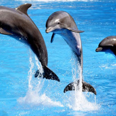 Arden and Howe Resist