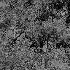 Ollie (Slowed) pod by. nino bestia