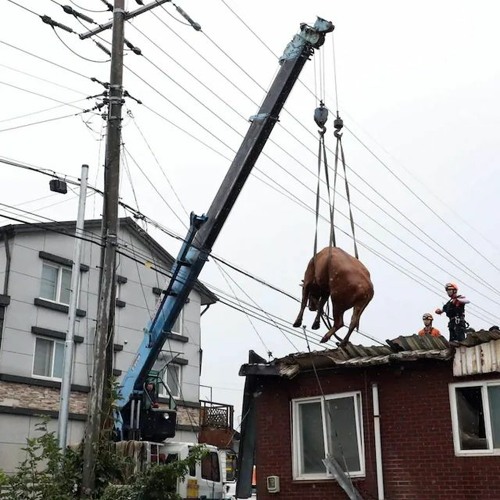 Stream Súc Vật (Animals Maroon 5 tiếng Việt) V84 ft. AlexaW by V84