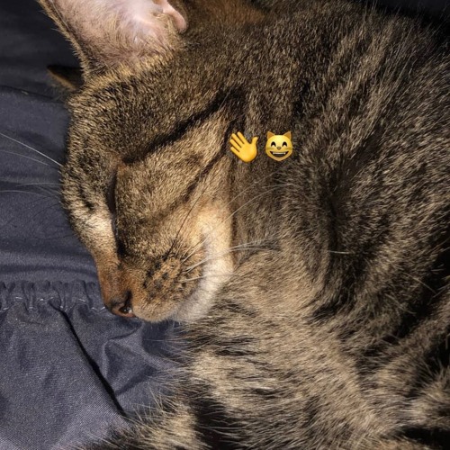 weiland - crazy (prod. kapethagoat) *new 2023 snippet*