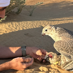 ياخفق قلبي