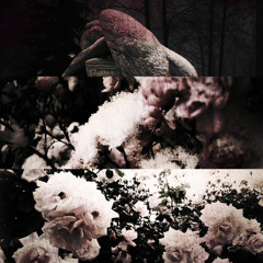 Beautiful Lies