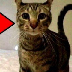 SCP-012 song (Bossa nova version)