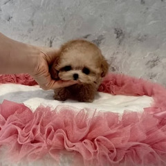 Find Adorable Teacup Poodle Puppies for Sale in France – TIARA PETS Exclusive Companions