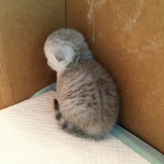 susmaz | سوسماز