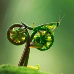 Mantis On A Fiddlehead