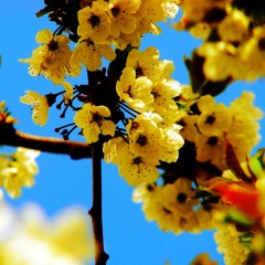 Spring Time [Joyful Vibes Type Beat]