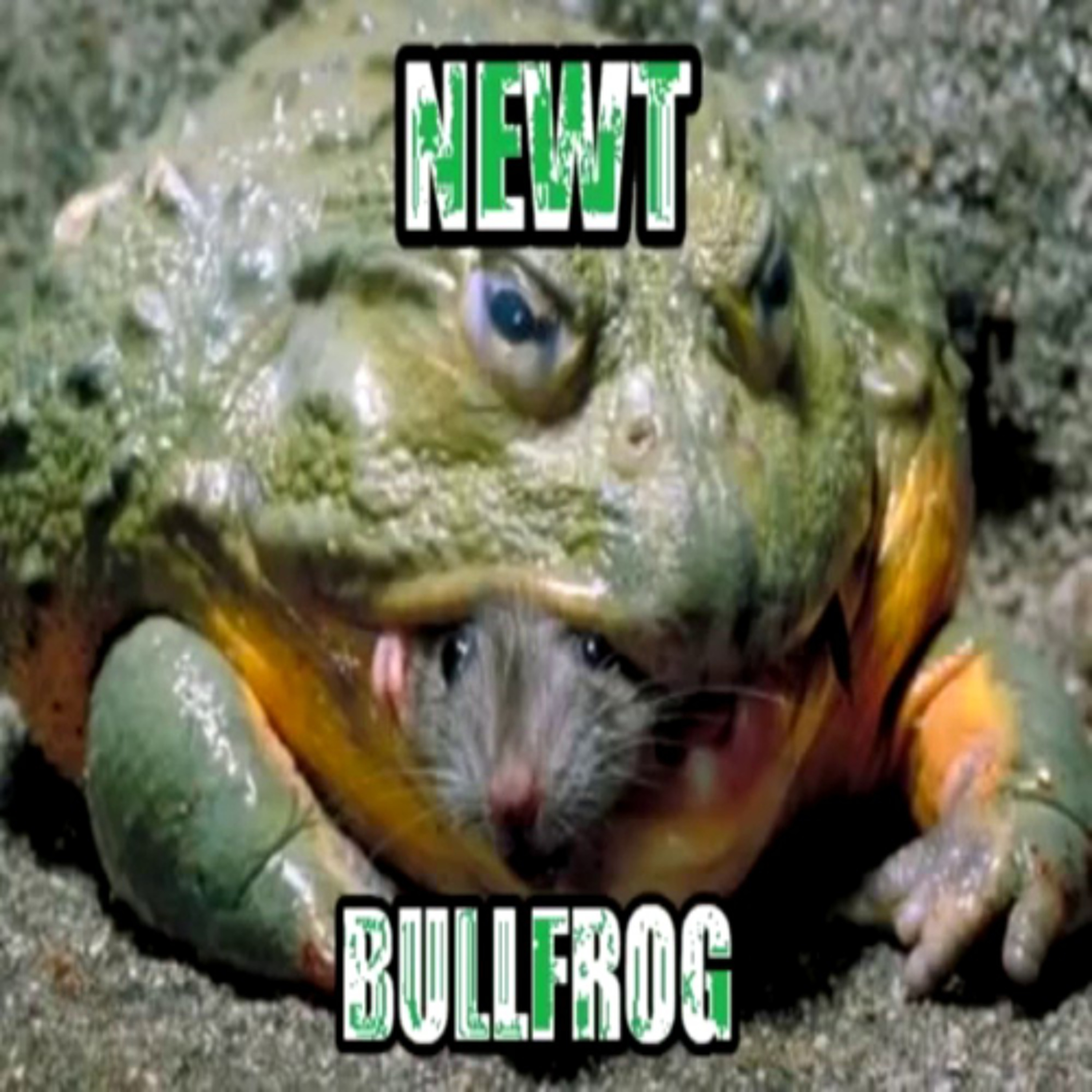 Newt - Bullfrog episode artwork