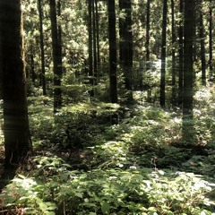 organic & down tempo ✺