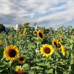 Never Be The Same - Liveloud (Cover)