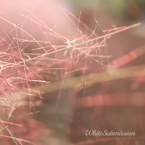 BNWO Confessions (TEASER)