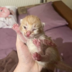 My Pussy