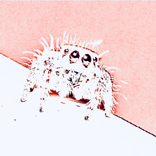 kms (arachnid) p hecto