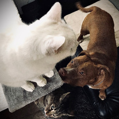 Neffa - aspettando il sole ( BAD NOMEA TRIBUTE )