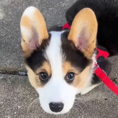 BU DE BU AI #Req Mr.xXx