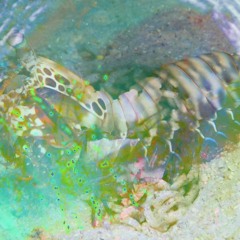 remastered mantis shrimp