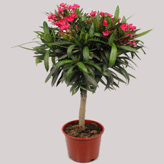Oleander