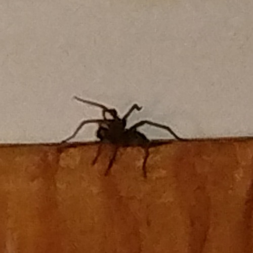 ØNERIK X DRWKØ! X NITTRØN