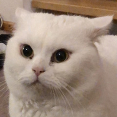 Contrust -  After Eight