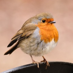 08 The Humours of Ayle House/ Paddy Fahys (Jigs)