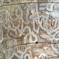 history repeating 8:20. mastered mp3 version