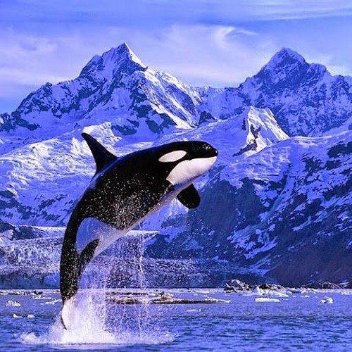 Stream I dive, I breach, I hunt, I play by Orca Listen online for