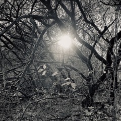 Dark Gardens -Forest Echoes