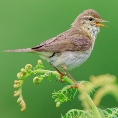 Willow Warbler - MixPre-7609