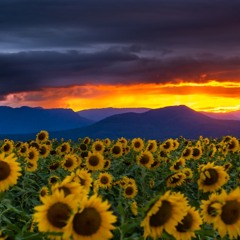 sunflower_wav