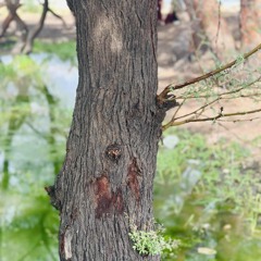 البصيرة ام حمد⁩|أزهري محمد علي