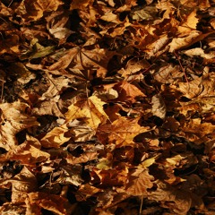 Autumn Leaves
