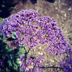 Hammer of the Goddess