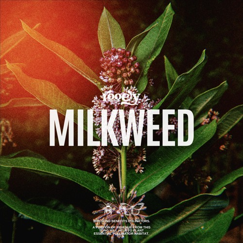 Milkweed