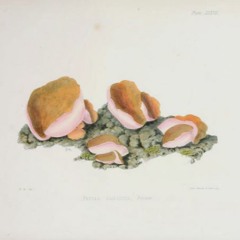 HK_Fantaisies_tracks_148