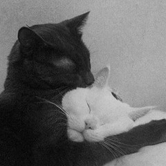 THIN ICE - EP 22 COVADONGA