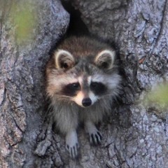 Two Raccoons In A Blueberry Bush