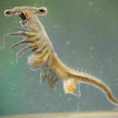 Sea Monkey Dew