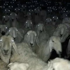 Karpe - PAF.NO X Electricity