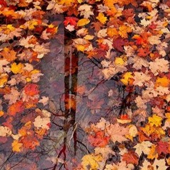 Manu Chao - L'automne Est Làs (Herhangi/Edit)
