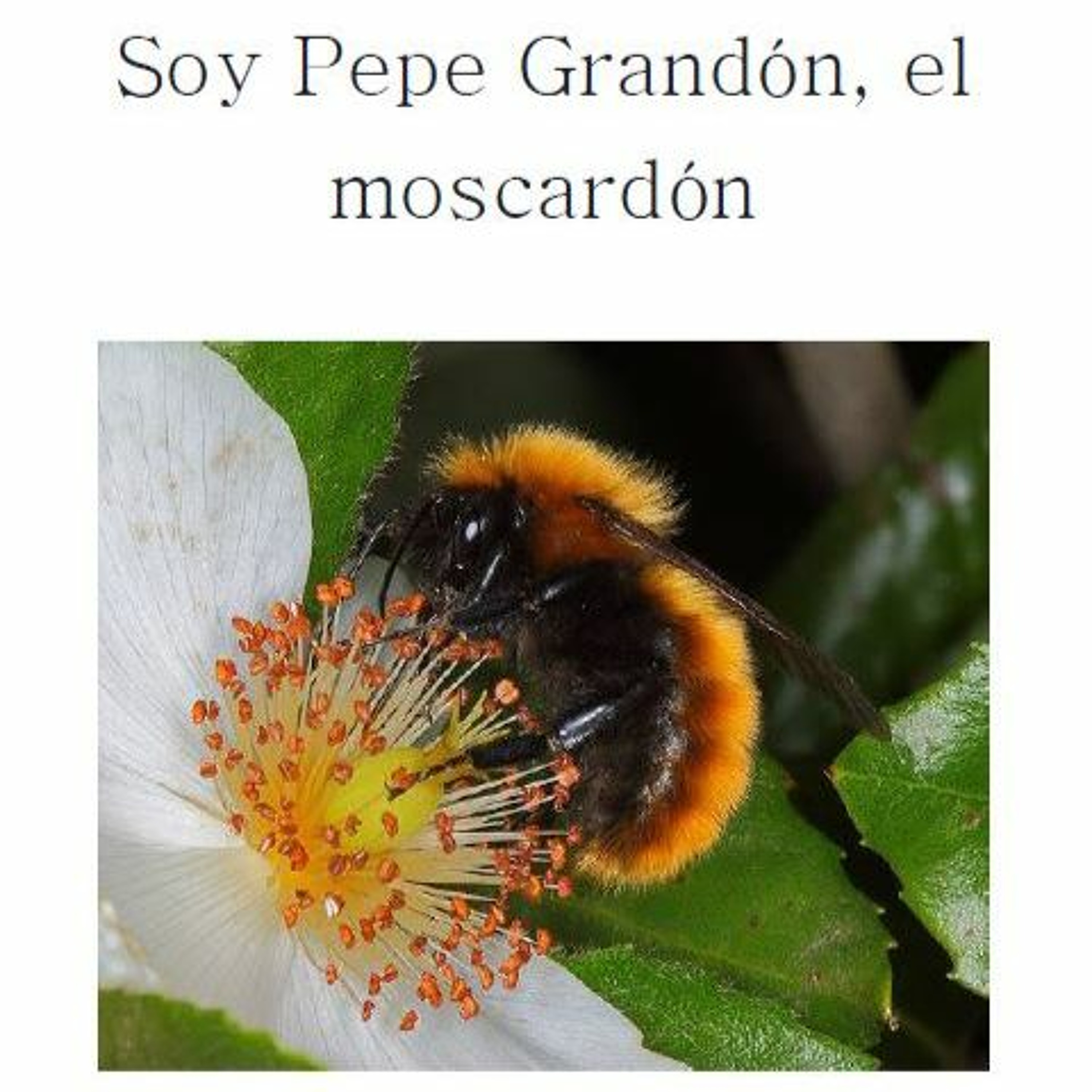 La Dicha de Escribir y Escuchar