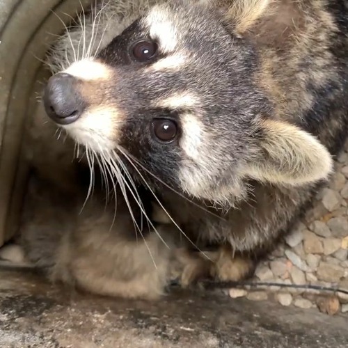 Stream AAAC Wildlife Removal | Listen to Raccoon Trappers Phoenix