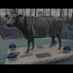cypis gdzie jest biały cover