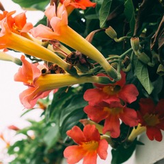 Drake ft Rihanna - Take Care ( lucizen remix)