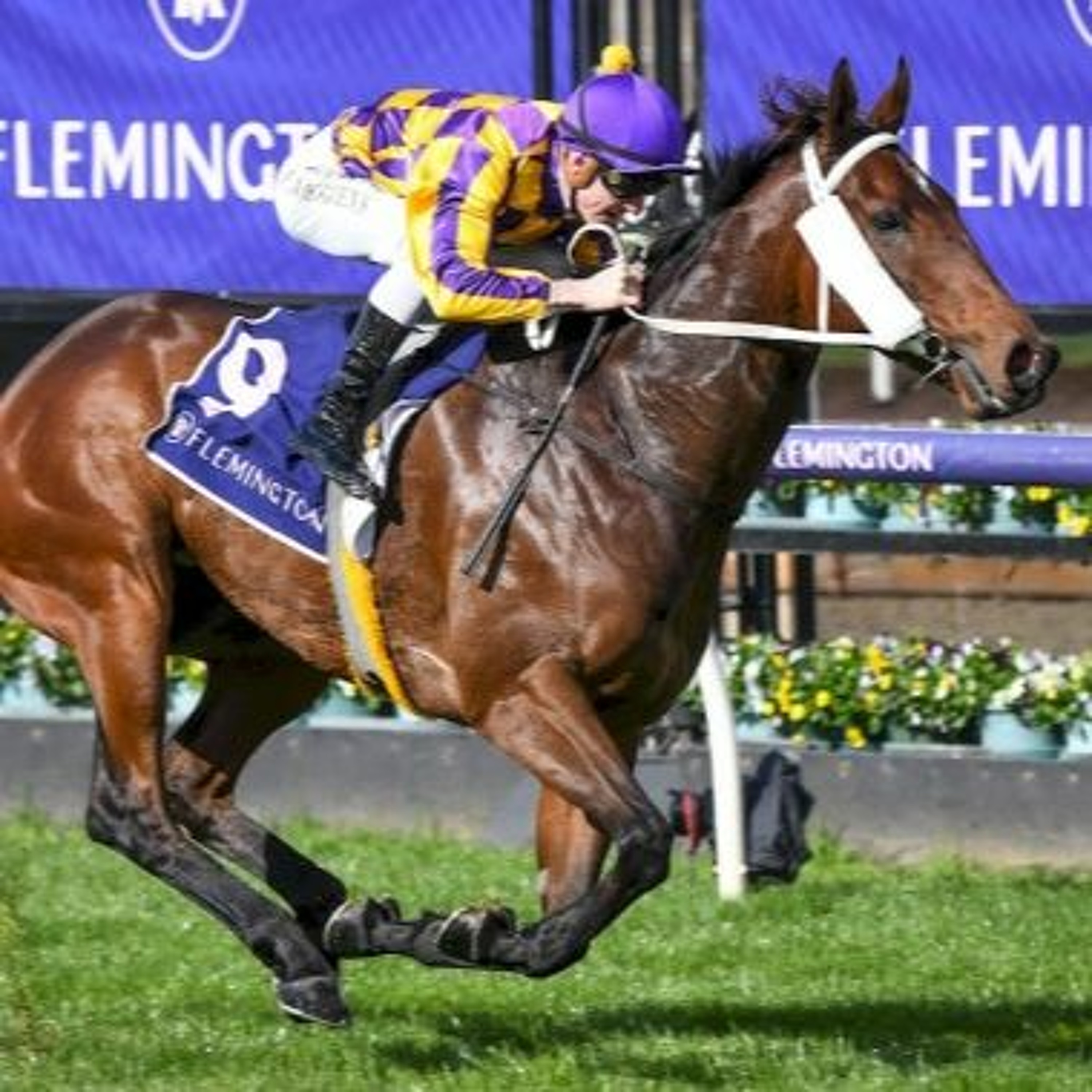 Andrew Ramsden Stakes Day Punting Preview