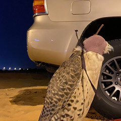 البشاير مسفر السندوانه